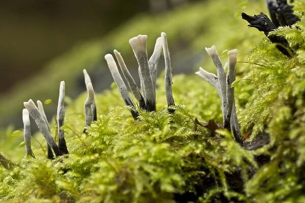 Candle-snuff Fungus (Xylaria hypoxylon) fruiting bodies, growing on mossy log, Wiltshire, England, November