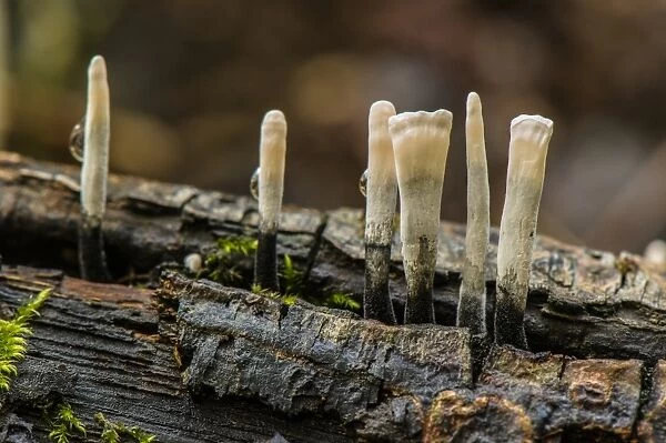 Candle-snuff Fungus (Xylaria hypoxylon) fruiting bodies, Antola Regional Park, Genova Province, Liguria, Italy, October