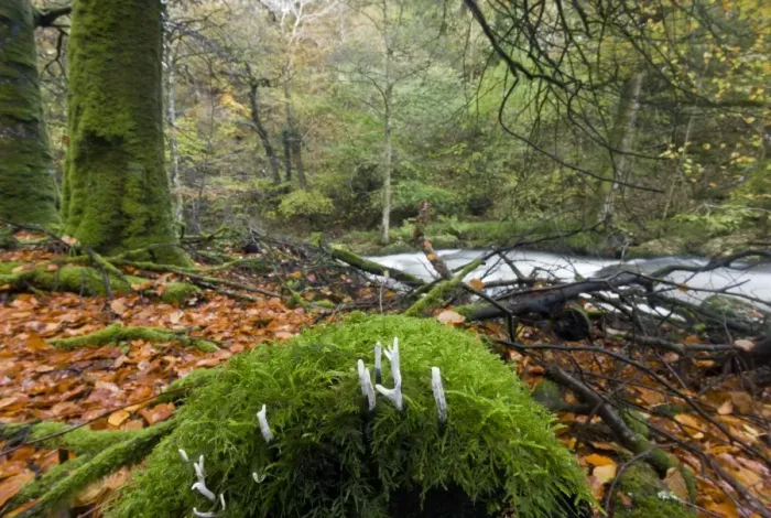 Framed Print : Candle-snuff Fungus (Xylaria hypoxylon) fruiting bodies, growing on moss covered log in woodland habitat near river Framed Print : Candle-snuff Fungus (Xylaria hypoxylon) fruiting bodies, growing on moss covered log in woodland habitat near river