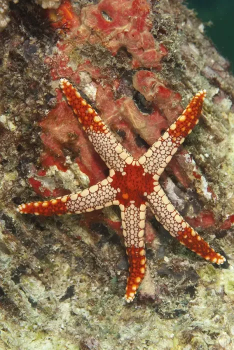 Framed Print : Candy-cane Starfish (Fromia monilis) adult, on reef, Sipadan Island, Sabah, Borneo, Malaysia Framed Print : Candy-cane Starfish (Fromia monilis) adult, on reef, Sipadan Island, Sabah, Borneo, Malaysia