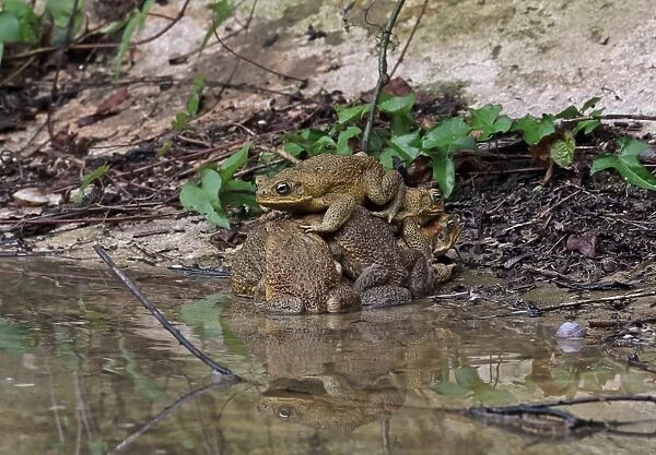 Cane Toad (Rhinella marina) introduced species, adult males, group attempting to mate with single female