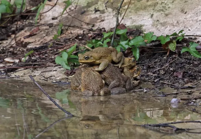 Framed Print : Cane Toad (Rhinella marina) introduced species, adult males, group attempting to mate with single female Framed Print : Cane Toad (Rhinella marina) introduced species, adult males, group attempting to mate with single female