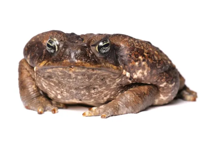Framed Print : Cane Toad (Rhinella marinus) adult