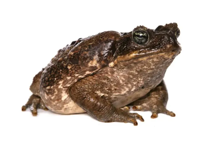 Framed Print : Cane Toad (Rhinella marinus) adult Framed Print : Cane Toad (Rhinella marinus) adult