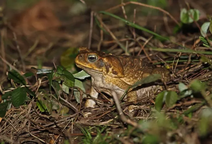 Framed Print : Cane Toad (Rhinella marinus) adult, sitting on vegetation, Los Haitises N. P. Dominican Republic, January Framed Print : Cane Toad (Rhinella marinus) adult, sitting on vegetation, Los Haitises N. P. Dominican Republic, January