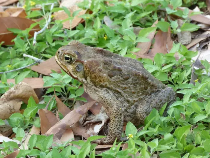 Framed Print : Cane Toad (Rhinella marinus) introduced species, adult, sitting amongst eucalyptus leaf litter, Northern Territory Framed Print : Cane Toad (Rhinella marinus) introduced species, adult, sitting amongst eucalyptus leaf litter, Northern Territory
