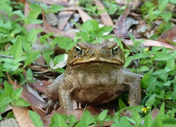 Cane Toad (Rhinella marinus) introduced species, adult, sitting amongst eucalyptus leaf litter, Northern Territory