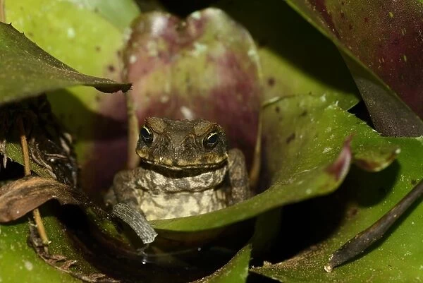 Cane Toad (Rhinella marinus) introduced species, adult, sitting in bromeliad plant at night, Queensland, Australia