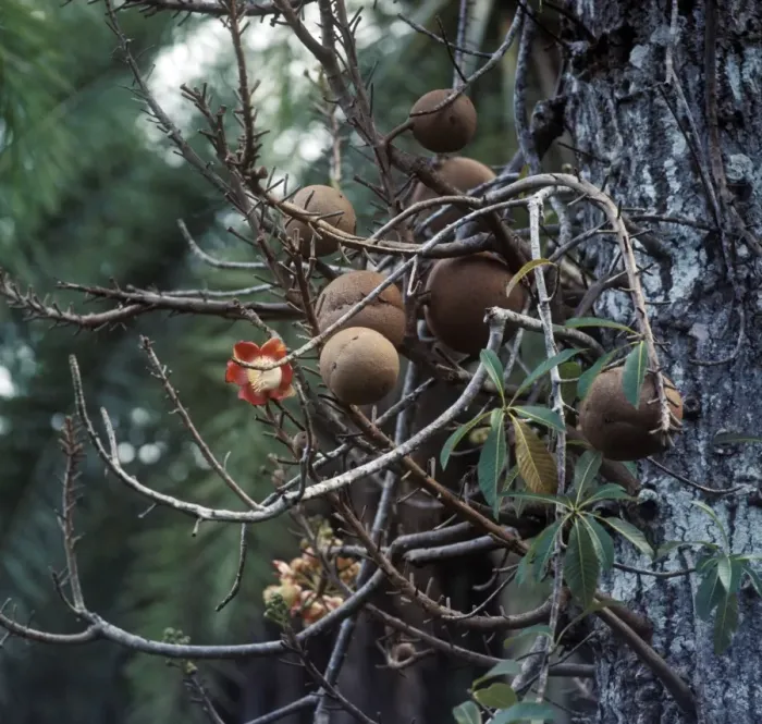 Framed Print : Cannon-ball Tree (Courocipita guianensis) Close-up of fruit and flower Framed Print : Cannon-ball Tree (Courocipita guianensis) Close-up of fruit and flower