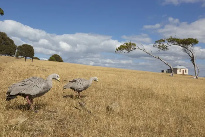 Framed Print : Cape Barren Goose (Cereopsis novaehollandiae) adult pair, walking in coastal grassland habitat, Maria Island N. P Framed Print : Cape Barren Goose (Cereopsis novaehollandiae) adult pair, walking in coastal grassland habitat, Maria Island N. P