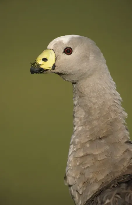 Framed Print : Cape Barren Goose (Cereopsis novaehollandiae) close-up of head, grass on beak, Kangaroo Is. Australia Framed Print : Cape Barren Goose (Cereopsis novaehollandiae) close-up of head, grass on beak, Kangaroo Is. Australia
