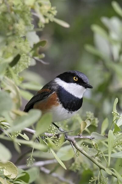 Cape Batis (Batis capensis) adult male, perched on twig in bush, Western Cape, South Africa, September