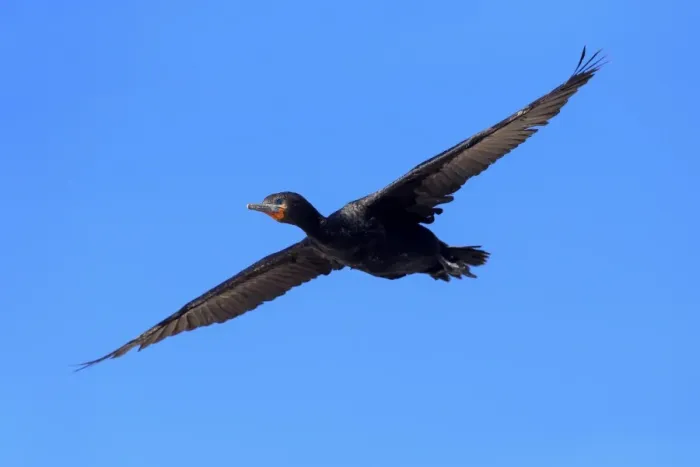 Framed Print : Cape Cormorant (Phalacrocorax capensis) adult, in flight, Bettys Bay, Western Cape, South Africa, December Framed Print : Cape Cormorant (Phalacrocorax capensis) adult, in flight, Bettys Bay, Western Cape, South Africa, December