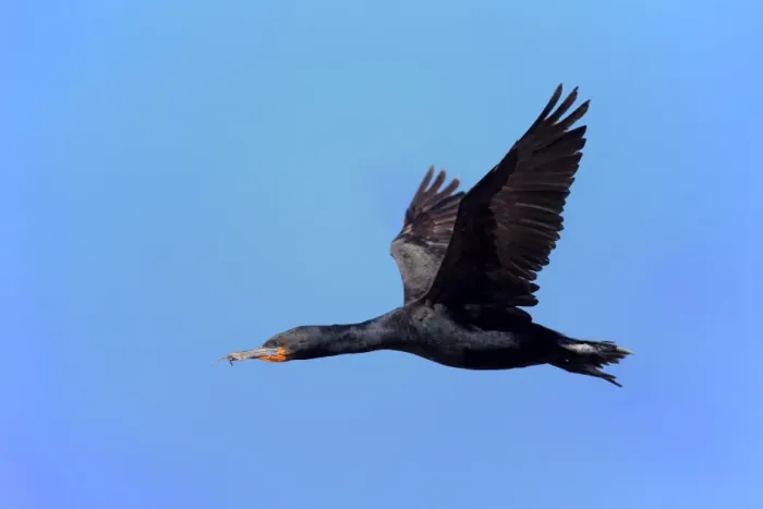 Framed Print : Cape Cormorant (Phalacrocorax capensis) adult, in flight, Bettys Bay, Western Cape, South Africa, December Framed Print : Cape Cormorant (Phalacrocorax capensis) adult, in flight, Bettys Bay, Western Cape, South Africa, December
