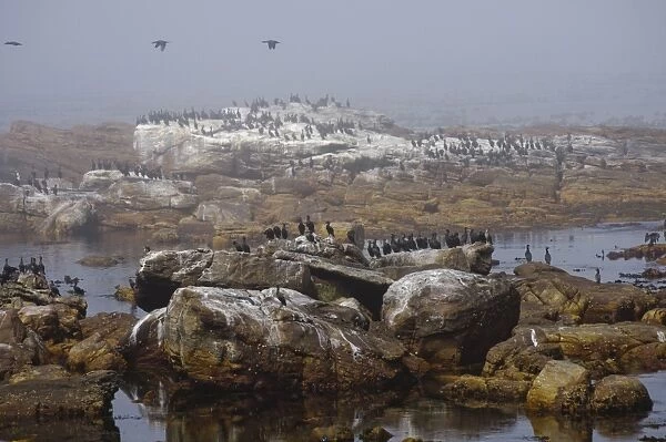 Cape Cormorant (Phalacrocorax capensis) colony, standing on rocks in sea mist, Cape of Good Hope, Cape Peninsula, South Africa