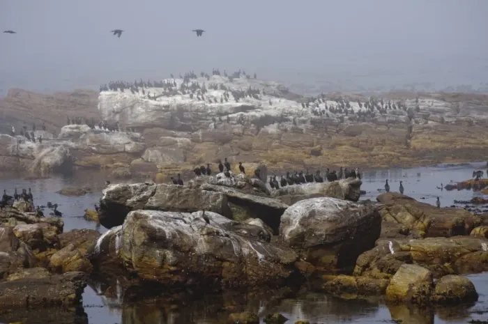 Framed Print : Cape Cormorant (Phalacrocorax capensis) colony, standing on rocks in sea mist, Cape of Good Hope, Cape Peninsula, South Africa Framed Print : Cape Cormorant (Phalacrocorax capensis) colony, standing on rocks in sea mist, Cape of Good Hope, Cape Peninsula, South Africa