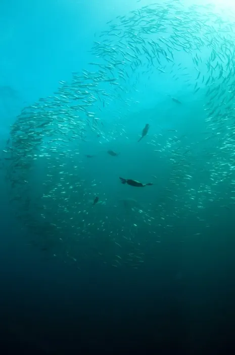 Framed Print : Cape Cormorant (Phalacrocorax capensis) flock, diving underwater and feeding on baitball school of small bait fish
