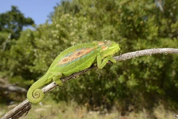 Cape Dwarf Chameleon (Bradypodion pumilum) adult, climbing on stick, Western Cape, South Africa, February