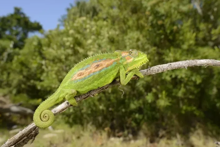 Framed Print : Cape Dwarf Chameleon (Bradypodion pumilum) adult, climbing on stick, Western Cape, South Africa, February Framed Print : Cape Dwarf Chameleon (Bradypodion pumilum) adult, climbing on stick, Western Cape, South Africa, February