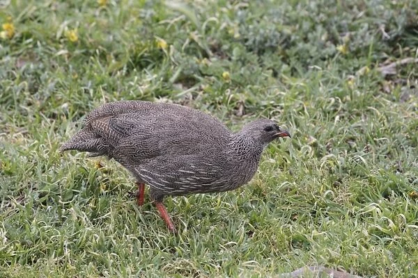 Cape Francolin (Pternistes capensis) adult, foraging on grass, Table Mountain N. P