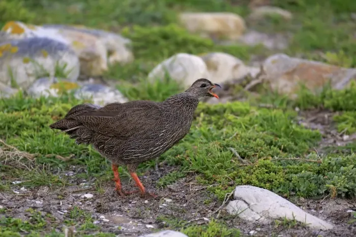 Framed Print : Cape Francolin (Pternistis capensis) adult, calling, Table Mountain N. P. Cape of Good Hope, Western Cape, South Africa Framed Print : Cape Francolin (Pternistis capensis) adult, calling, Table Mountain N. P. Cape of Good Hope, Western Cape, South Africa