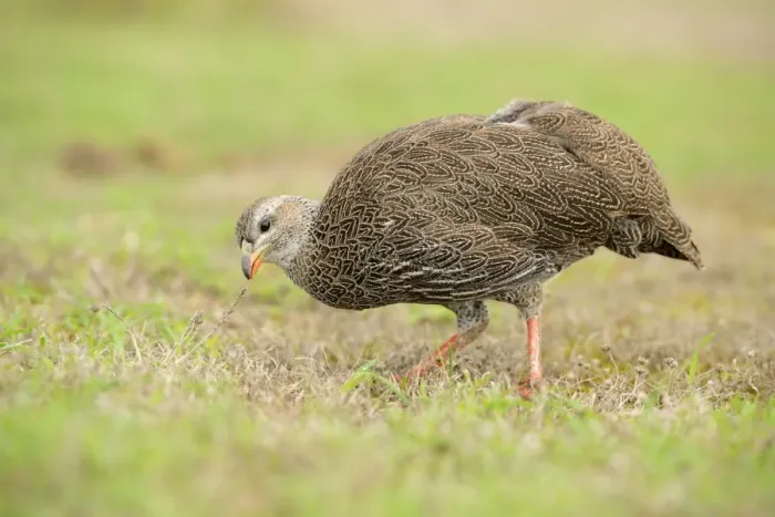 Framed Print : Cape Francolin (Pternistis capensis) adult, feeding on grass, South Africa, February Framed Print : Cape Francolin (Pternistis capensis) adult, feeding on grass, South Africa, February