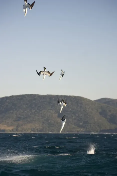 Framed Print : Cape Gannet (Morus capensis) adults, group in flight, diving for fish at sea, offshore Port St. Johns, Wild Coast, Eastern Cape (Transkei), South Africa