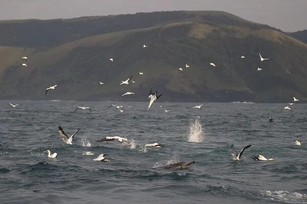 Cape Gannet (Morus capensis) adults, group in flight, diving for fish at sea, with Long-beaked Common Dolphin (Delphinus capensis) adult in foreground, offshore Port St. Johns, Wild Coast, Eastern Cape (Transkei), South Africa