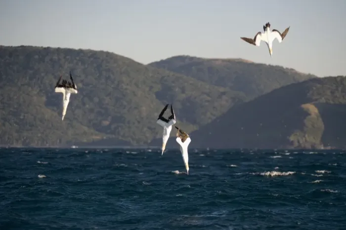 Framed Print : Cape Gannet (Morus capensis) four adults, in flight, diving for fish at sea, offshore Port St. Johns, Wild Coast, Eastern Cape (Transkei), South Africa Framed Print : Cape Gannet (Morus capensis) four adults, in flight, diving for fish at sea, offshore Port St. Johns, Wild Coast, Eastern Cape (Transkei), South Africa