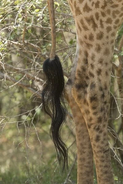 Cape Giraffe (Giraffa camelopardalis giraffa) adult, close-up of tail, Kruger N. P