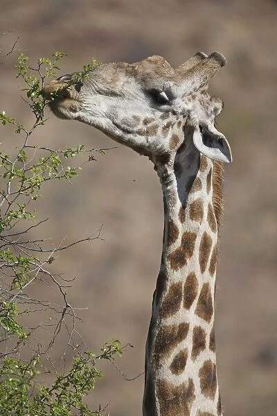 Cape Giraffe (Giraffa camelopardalis giraffa) adult, feeding on tree leaves, close-up of head and neck