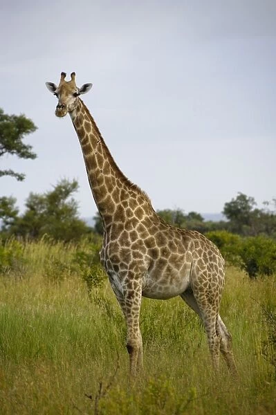 Cape Giraffe (Giraffa camelopardalis giraffa) adult, standing in long grass, Kruger N. P. Mpumalanga, South Africa