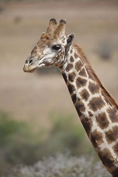 Cape Giraffe (Giraffa camelopardalis giraffa) adult, close-up of head and neck, Pilanesberg N. P