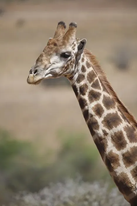 Framed Print : Cape Giraffe (Giraffa camelopardalis giraffa) adult, close-up of head and neck, Pilanesberg N. P Framed Print : Cape Giraffe (Giraffa camelopardalis giraffa) adult, close-up of head and neck, Pilanesberg N. P