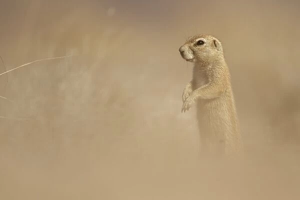 Cape Ground Squirrel (Xerus inauris) adult, standing alert on hind legs in dry grassland, Namibia, August