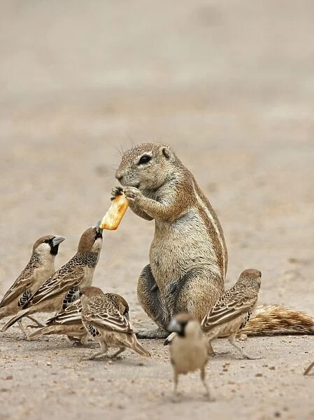Cape Ground Squirrel (Xerus inauris) adult, with Sociable Weaver (Philetairus socius) flock