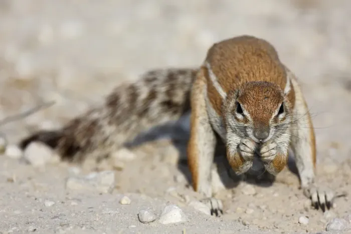 Framed Print : Cape Ground Squirrel (Xerus inauris) adult male, feeding, Kgalagadi Transfrontier Park, Kalahari Gemsbok N. P Framed Print : Cape Ground Squirrel (Xerus inauris) adult male, feeding, Kgalagadi Transfrontier Park, Kalahari Gemsbok N. P