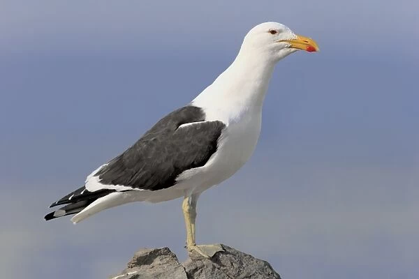 Cape Gull (Larus dominicanus vetula) adult, standing on rock, Stony Point, Bettys Bay, Western Cape, South Africa, June