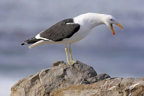 Cape Gull (Larus dominicanus vetula) adult, calling, standing on rock, Stony Point, Bettys Bay, Western Cape