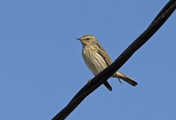 Cape May Warbler (Setophaga tigrina) immature female, first winter plumage, perched on powerline, Linstead, Jamaica