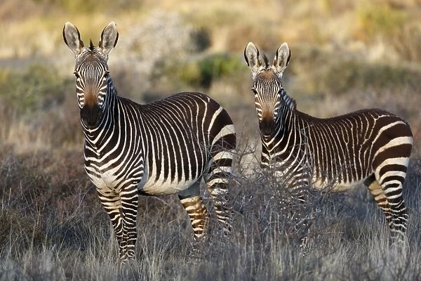 Cape Mountain Zebra (Equus zebra zebra) adult female with foal, standing in grassland, Karoo N. P