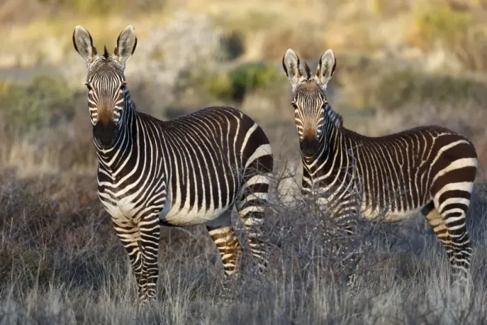 Framed Print : Cape Mountain Zebra (Equus zebra zebra) adult female with foal, standing in grassland, Karoo N. P Framed Print : Cape Mountain Zebra (Equus zebra zebra) adult female with foal, standing in grassland, Karoo N. P