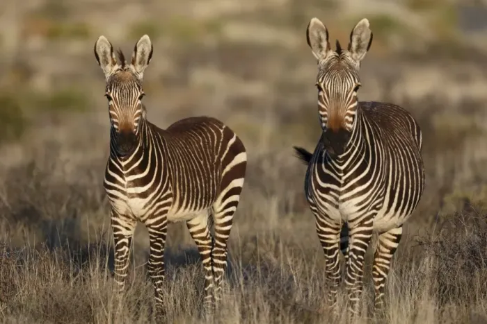 Framed Print : Cape Mountain Zebra (Equus zebra zebra) adult female with foal, standing in grassland, Karoo N. P Framed Print : Cape Mountain Zebra (Equus zebra zebra) adult female with foal, standing in grassland, Karoo N. P