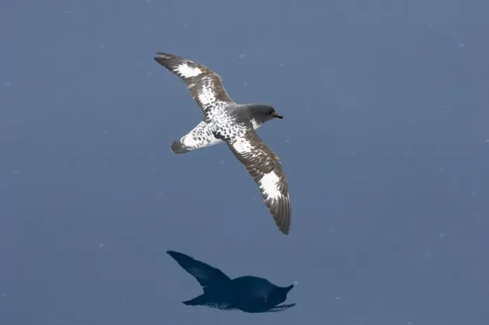 Framed Print : Cape Petrel (Daption capense) adult, in flight over sea, Antarctic Peninsula, Antarctica