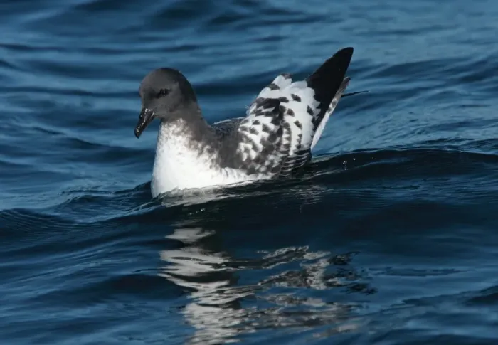 Framed Print : Cape Petrel (Daption capense) adult, swimming at sea, off Mar de Plata, Buenos Aires Province, Argentina, july Framed Print : Cape Petrel (Daption capense) adult, swimming at sea, off Mar de Plata, Buenos Aires Province, Argentina, july