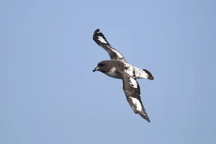 Framed Print : Cape Petrel (Daption capense australis) adult, in flight at sea, off New Zealand, March Framed Print : Cape Petrel (Daption capense australis) adult, in flight at sea, off New Zealand, March