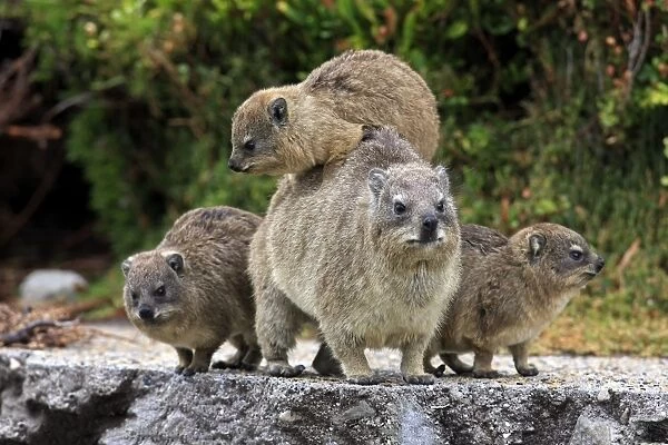 Cape Rock Hyrax (Procavia capensis) adult female with three young, one resting on back, Bettys Bay, Western Cape