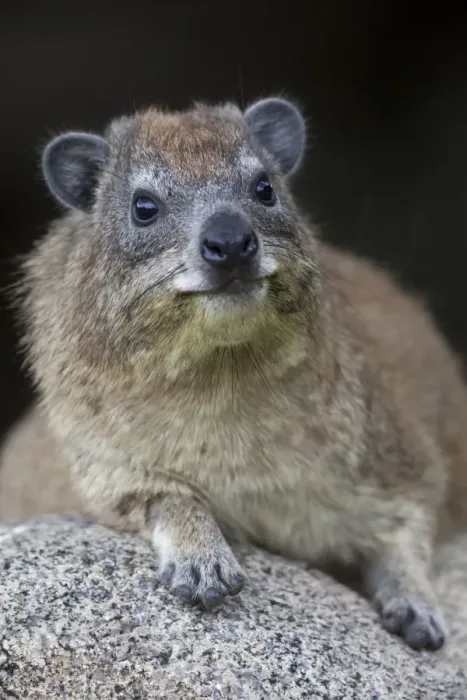 Framed Print : Cape Rock Hyrax (Procavia capensis) adult, resting on rock, Serengeti N. P. Tanzania, november Framed Print : Cape Rock Hyrax (Procavia capensis) adult, resting on rock, Serengeti N. P. Tanzania, november