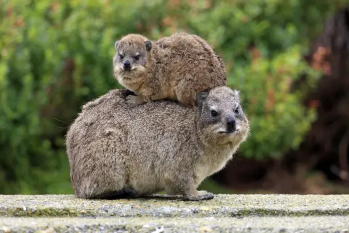 Framed Print : Cape Rock Hyrax (Procavia capensis) adult female with young, resting on back, Bettys Bay, Western Cape, South Africa Framed Print : Cape Rock Hyrax (Procavia capensis) adult female with young, resting on back, Bettys Bay, Western Cape, South Africa