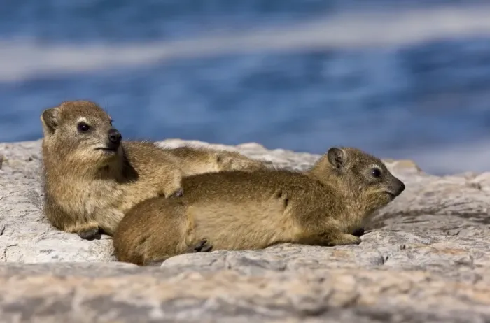 Framed Print : Cape Rock Hyrax (Procavia capensis) two adults, resting on rocks near coast, Hermanus, Western Cape Province Framed Print : Cape Rock Hyrax (Procavia capensis) two adults, resting on rocks near coast, Hermanus, Western Cape Province